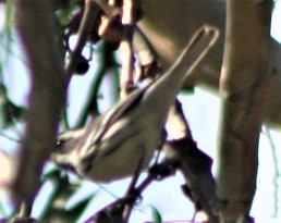 Black-throated Gray Warbler - ML498228451