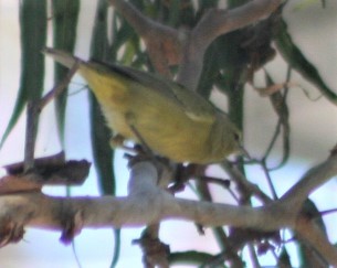 Orange-crowned Warbler - ML498228501