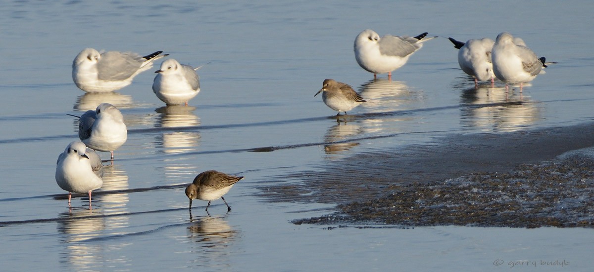 Dunlin - Garry Budyk