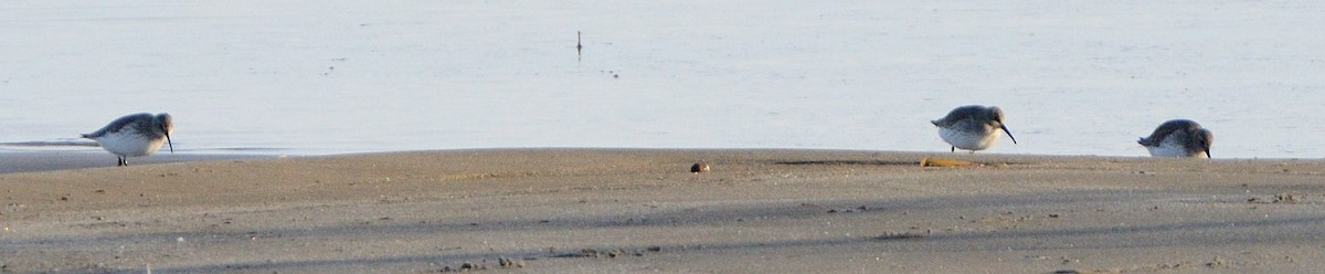 Dunlin - Garry Budyk