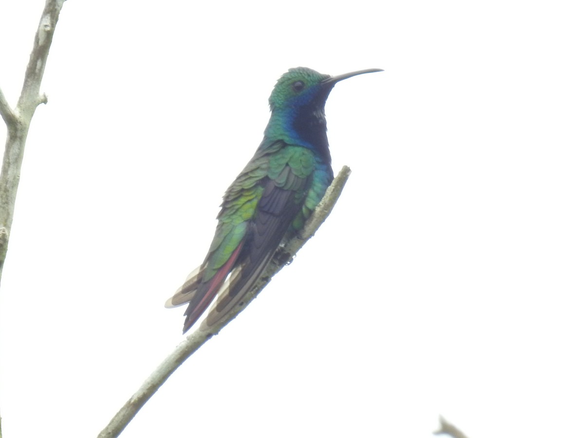 kolibřík tropický - ML498231081