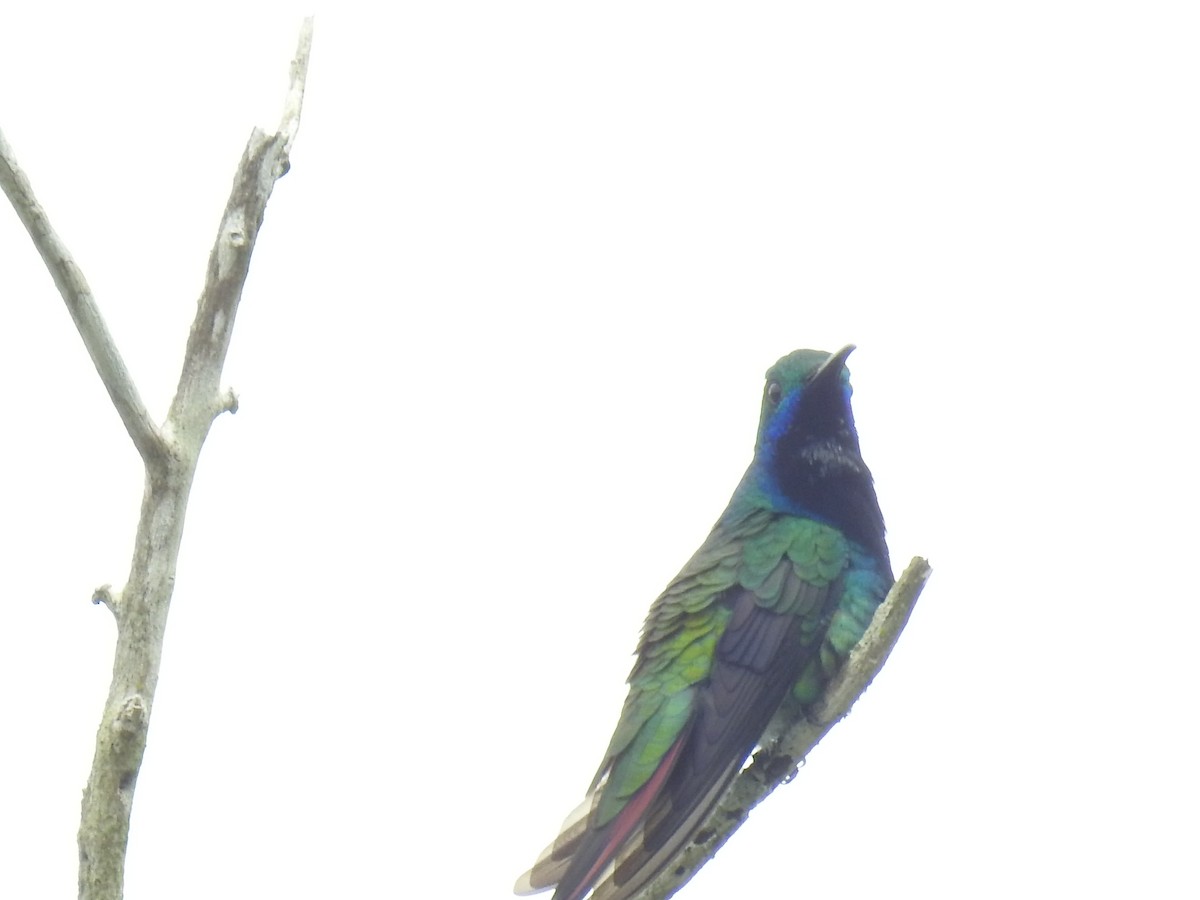 kolibřík tropický - ML498231091