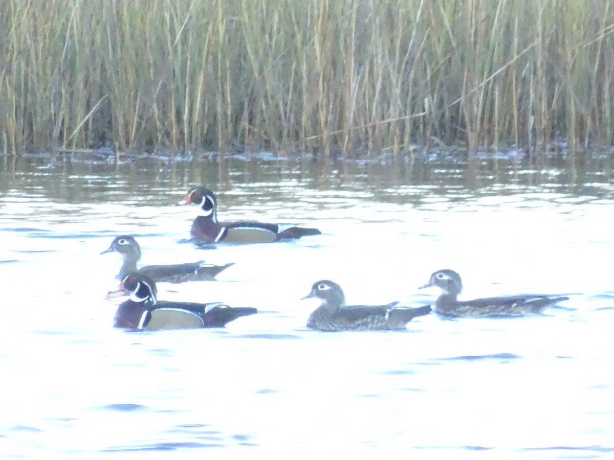 Wood Duck - ML498233151