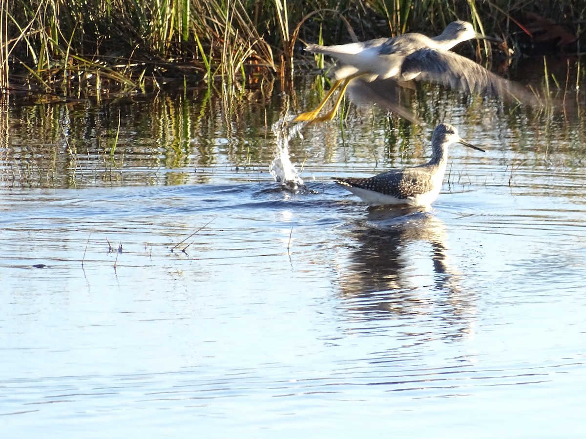 Greater Yellowlegs - ML498233191