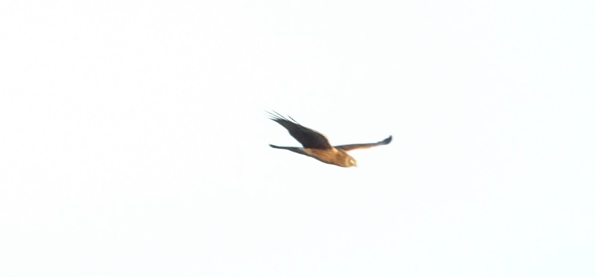 Northern Harrier - ML498233251