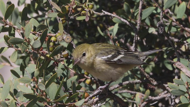 Bay-breasted Warbler - ML498235041