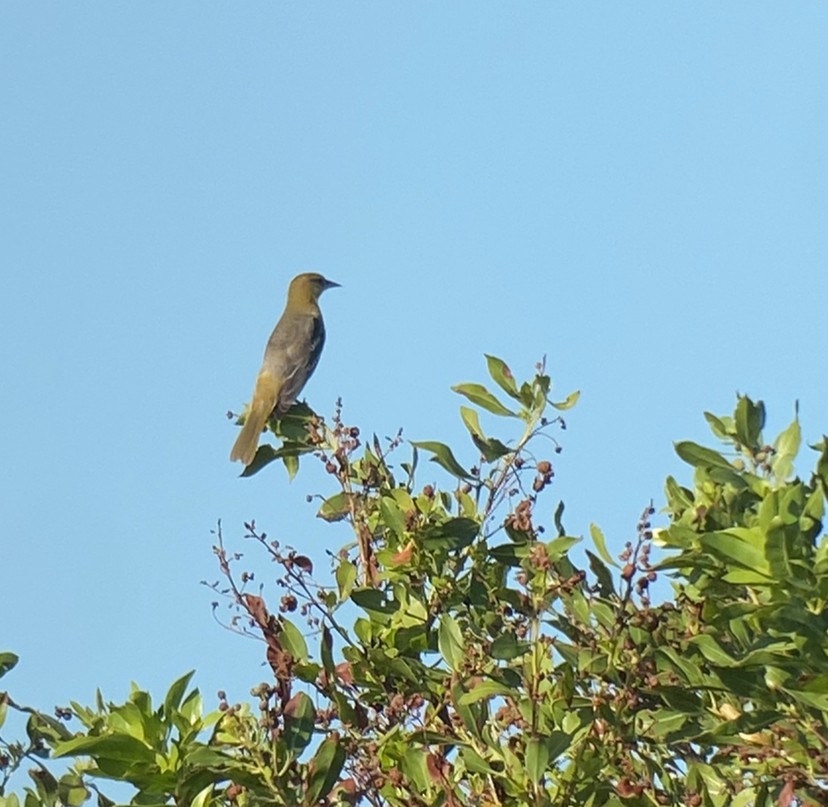 Orchard Oriole - ML498235171