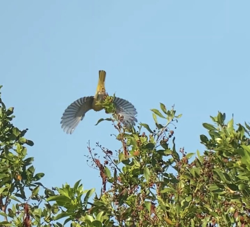 Orchard Oriole - ML498235181