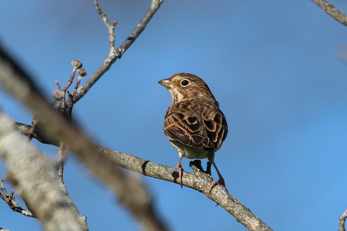 Vesper Sparrow - Anthony Macchiarola