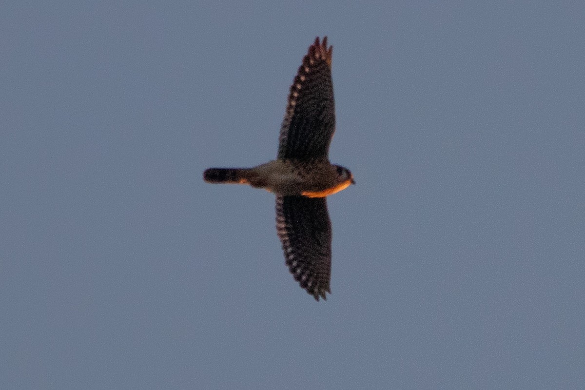 Buntfalke - ML498235621