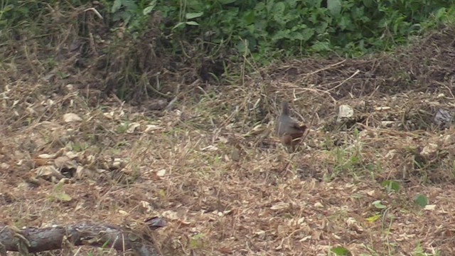 Philippine Megapode - ML498235841