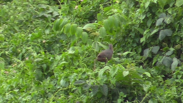 Philippine Megapode - ML498235881