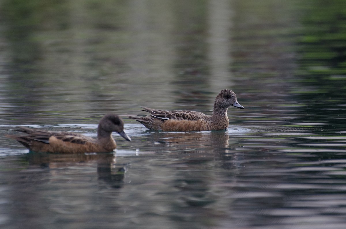 American Wigeon - Christian  Reynolds