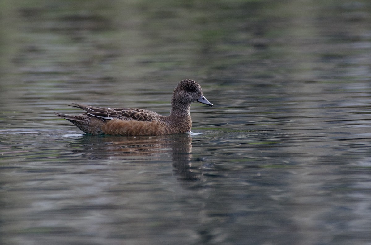 American Wigeon - Christian  Reynolds