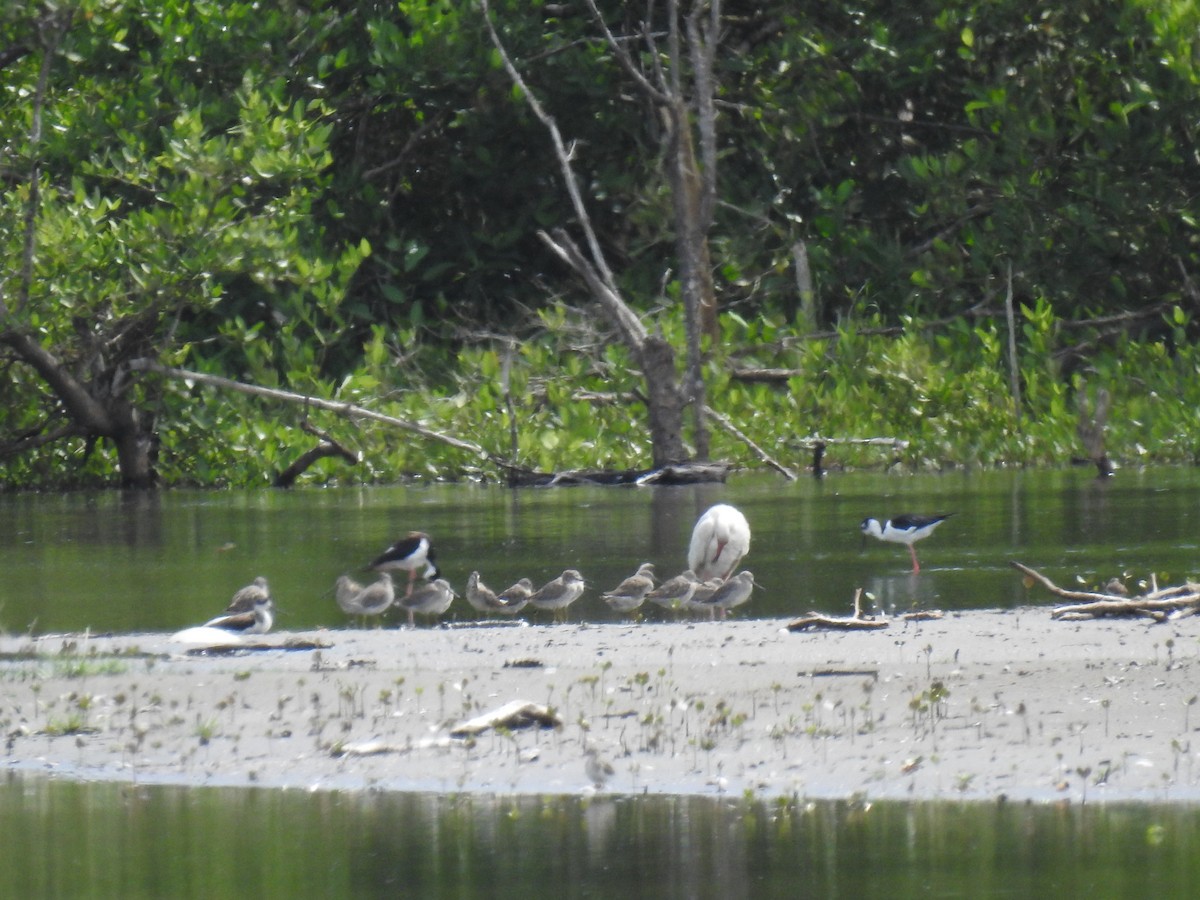 Black-necked Stilt - ML498236641