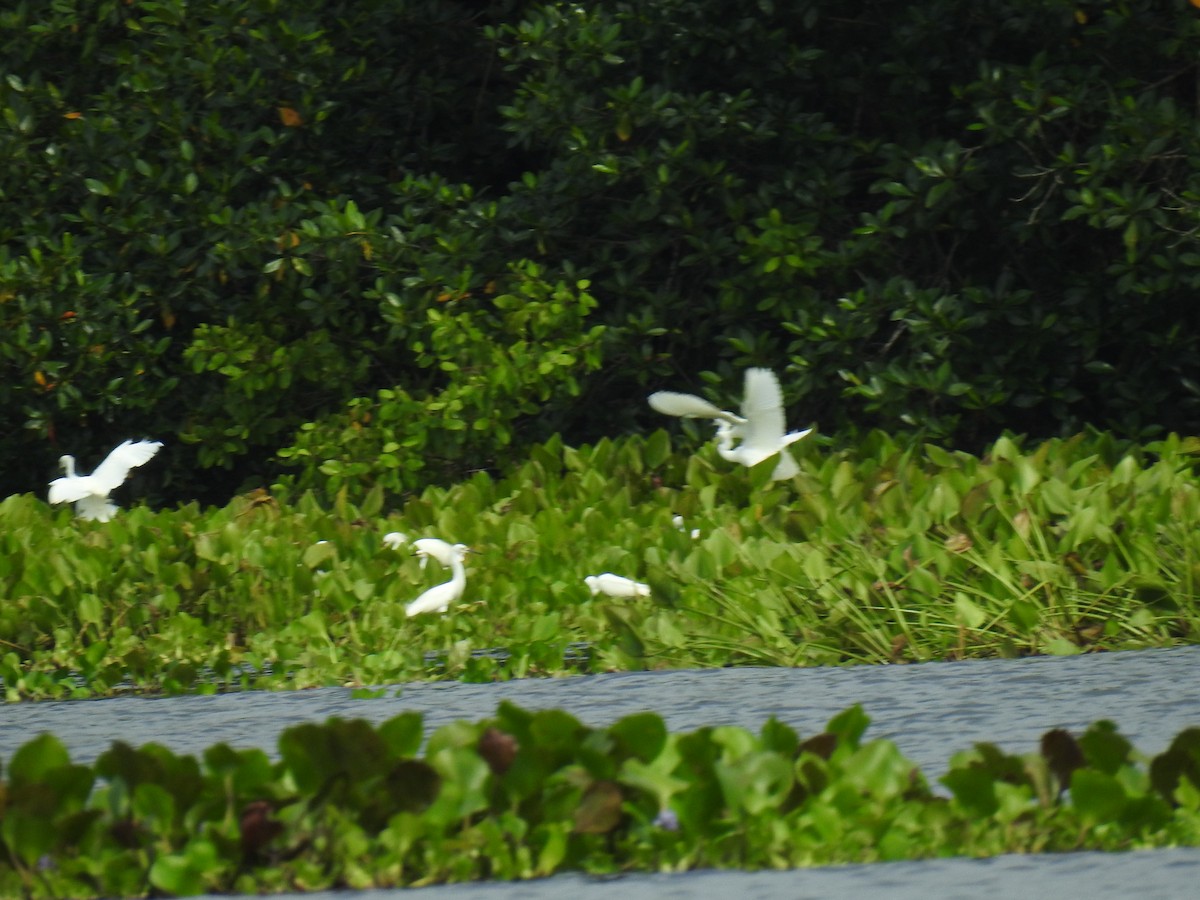 Snowy Egret - ML498236761