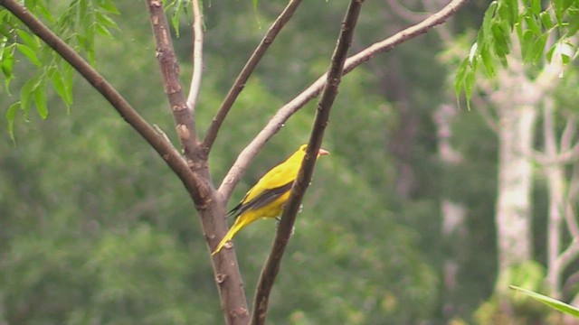 Black-naped Oriole (Sulawesi) - ML498238761