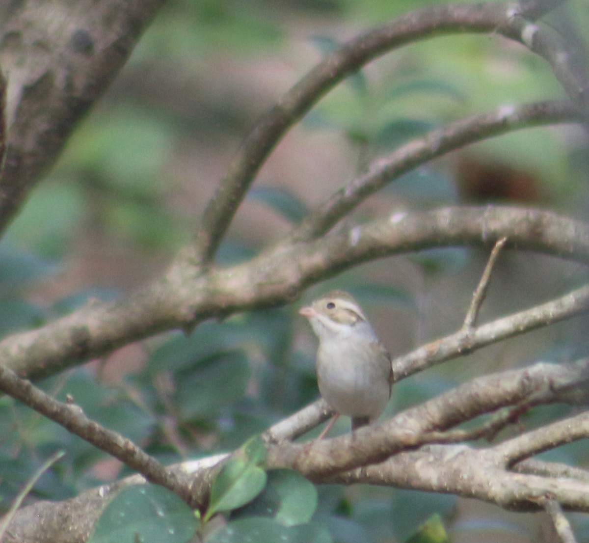Clay-colored Sparrow - ML49823891