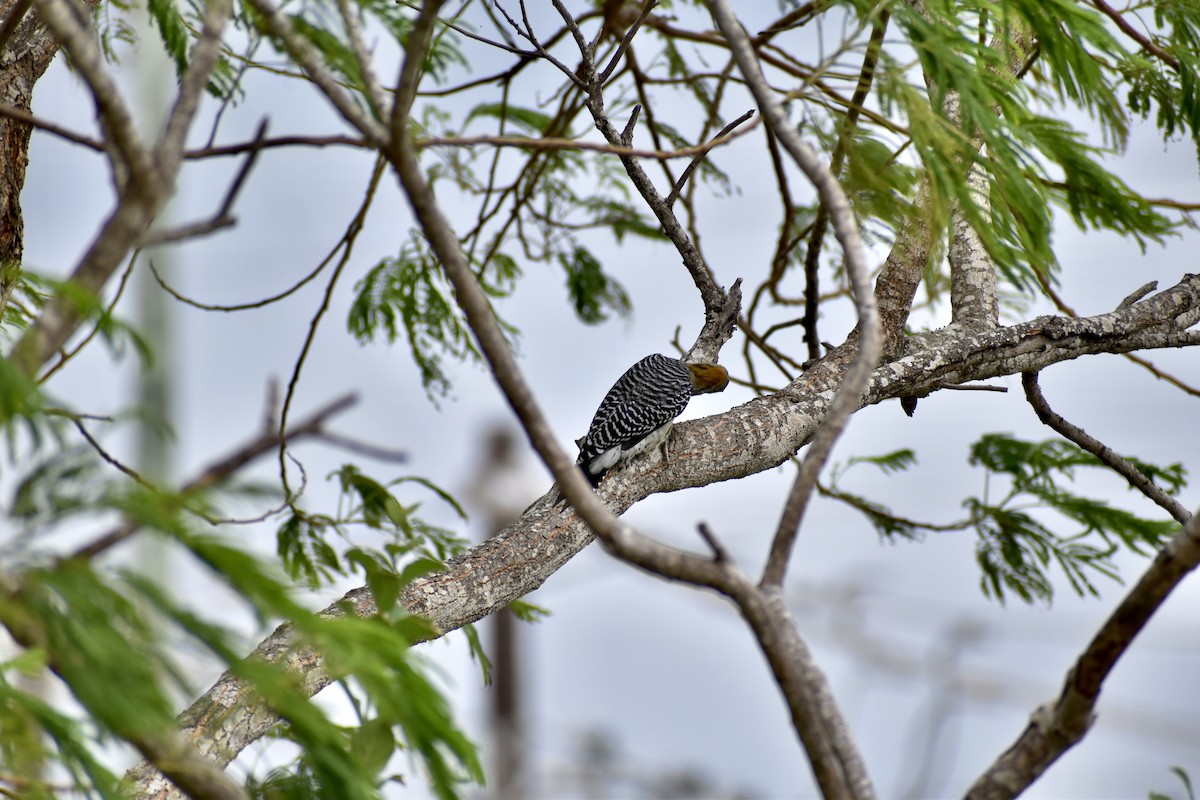 Golden-fronted Woodpecker - ML498238971