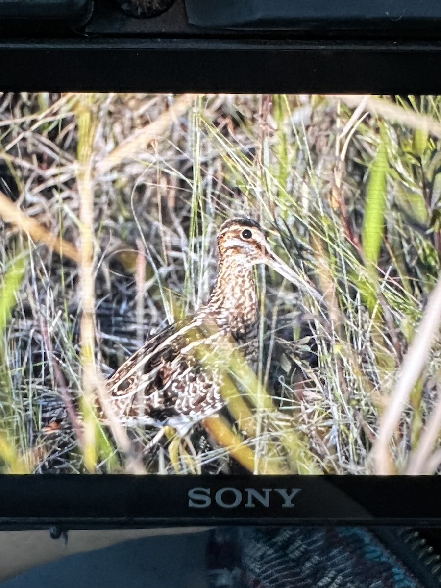 Wilson's Snipe - ML498239171