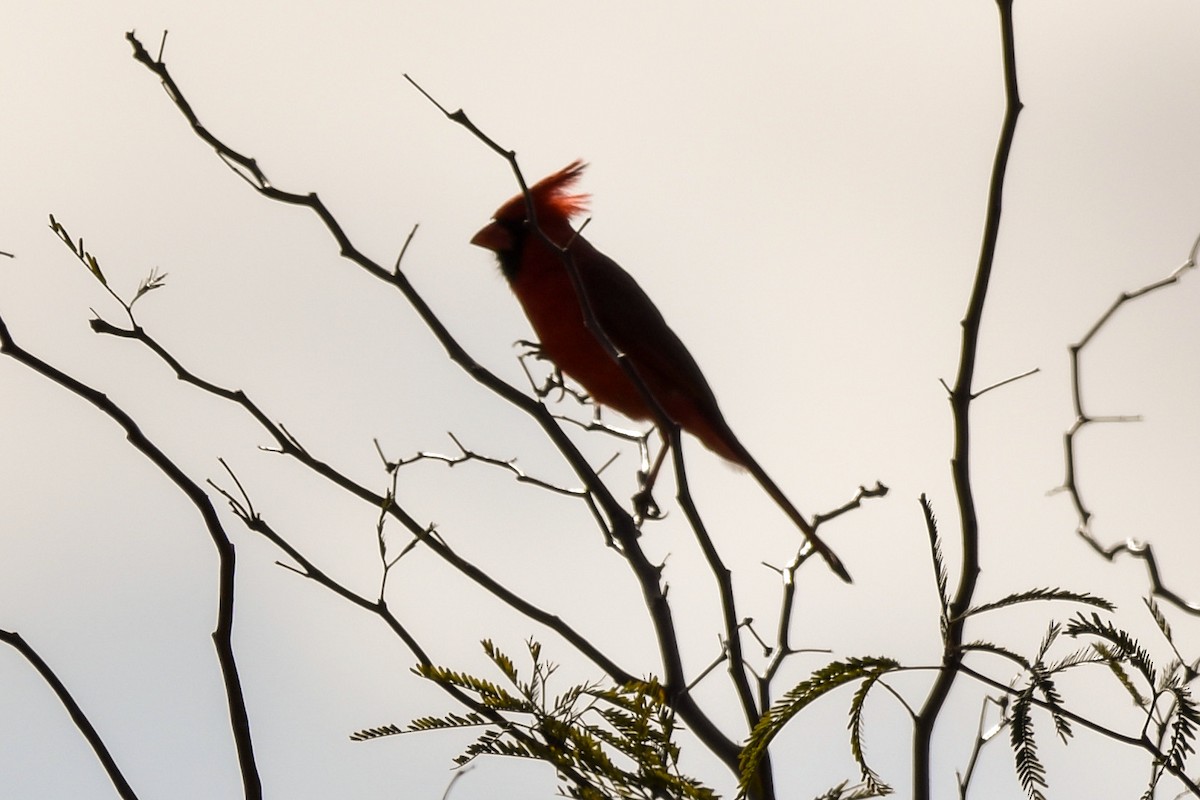 Northern Cardinal/Pyrrhuloxia - Jean Needham