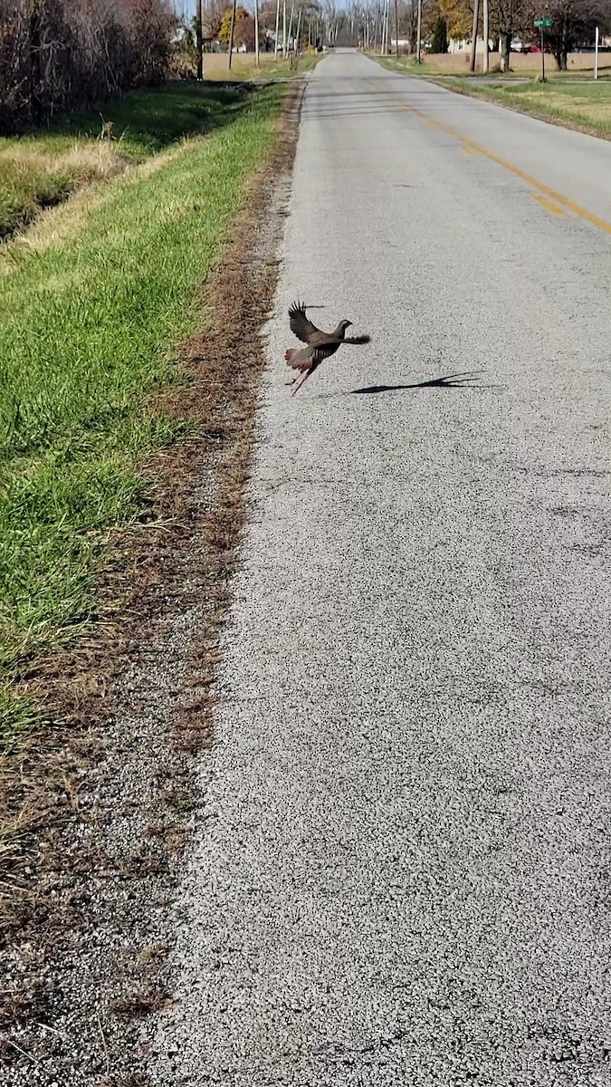 Chukar - ML498241391