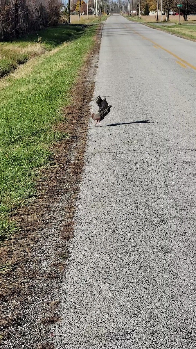 Chukar - ML498241401