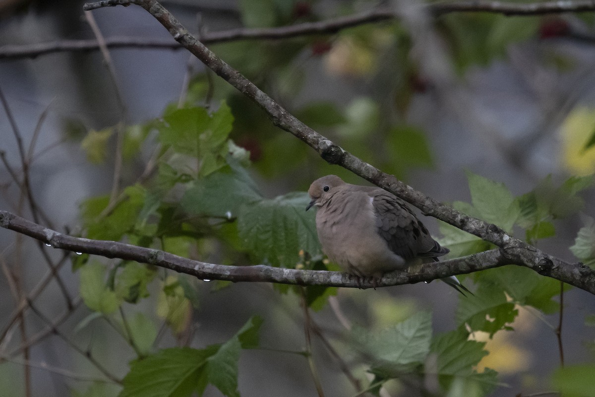 Mourning Dove - ML498241961