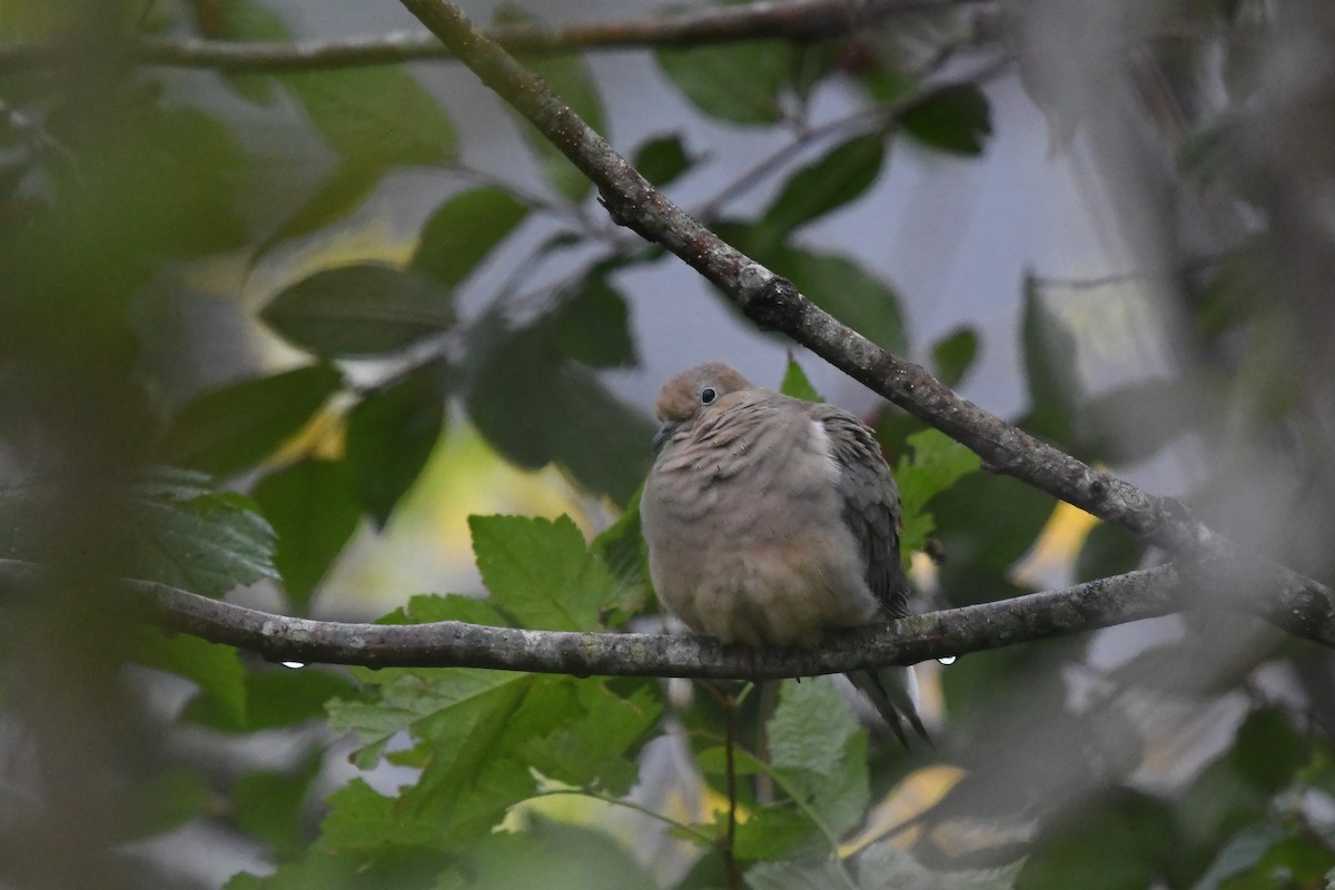 Mourning Dove - ML498241971