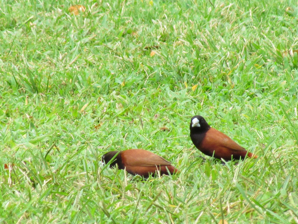 Chestnut Munia - ML498242551