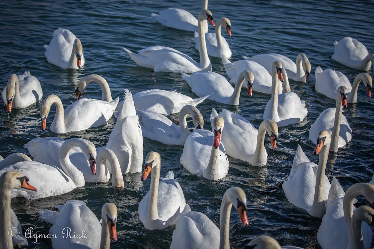 Mute Swan - ML498242571