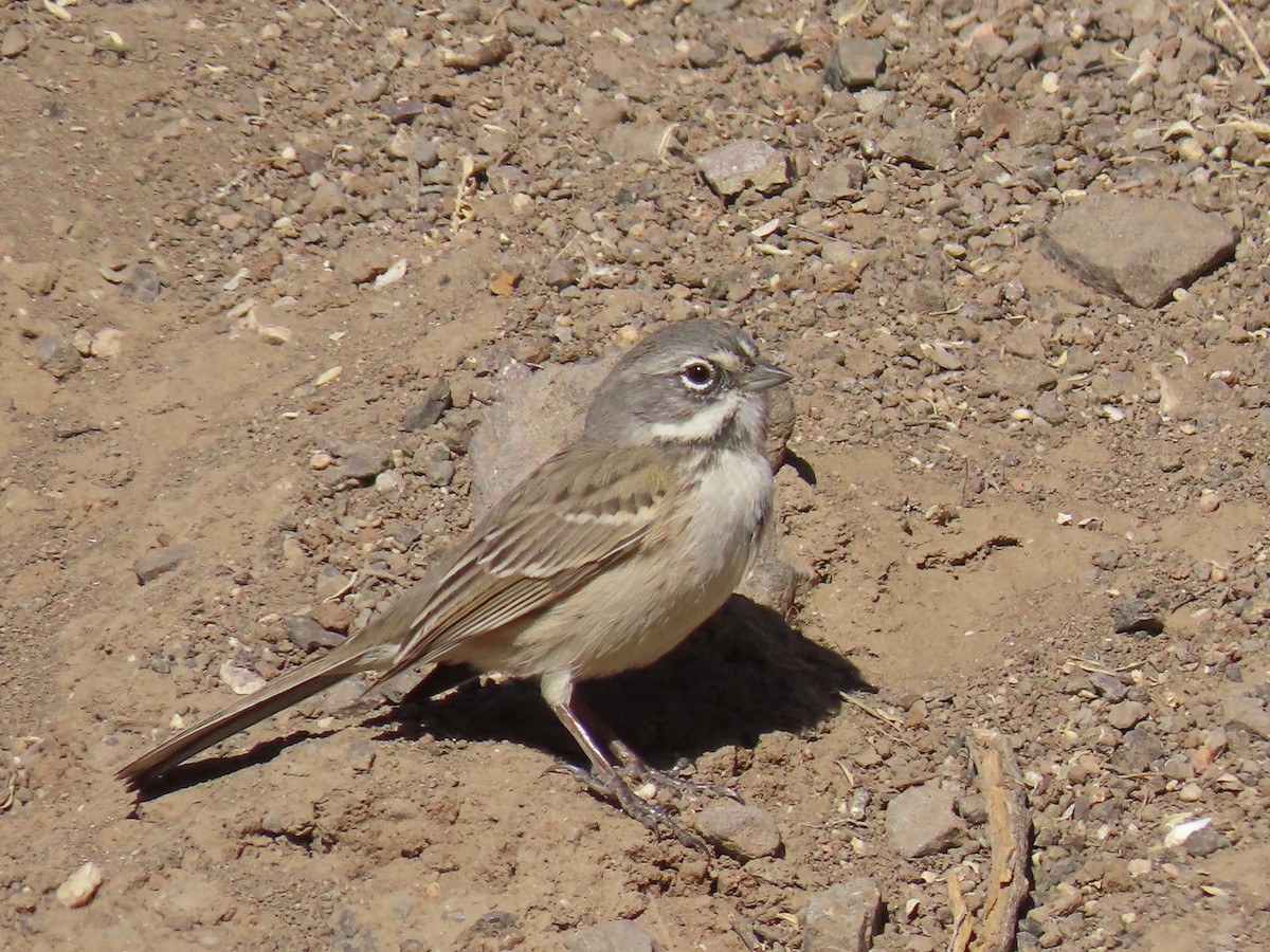 Bell's Sparrow - ML498242851