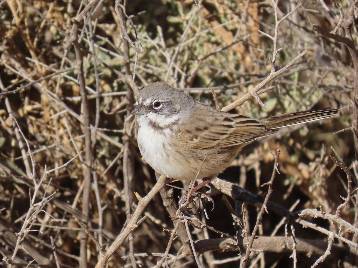 Bell's Sparrow - ML498242871