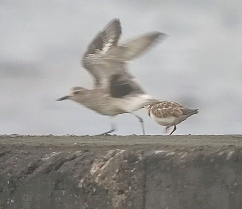 Black-bellied Plover - ML498243691