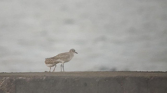 Black-bellied Plover - ML498243881