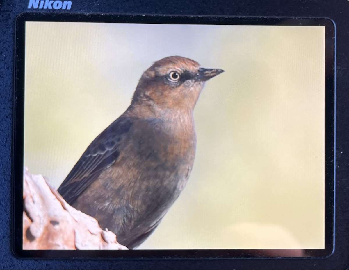 Rusty Blackbird - ML498244011