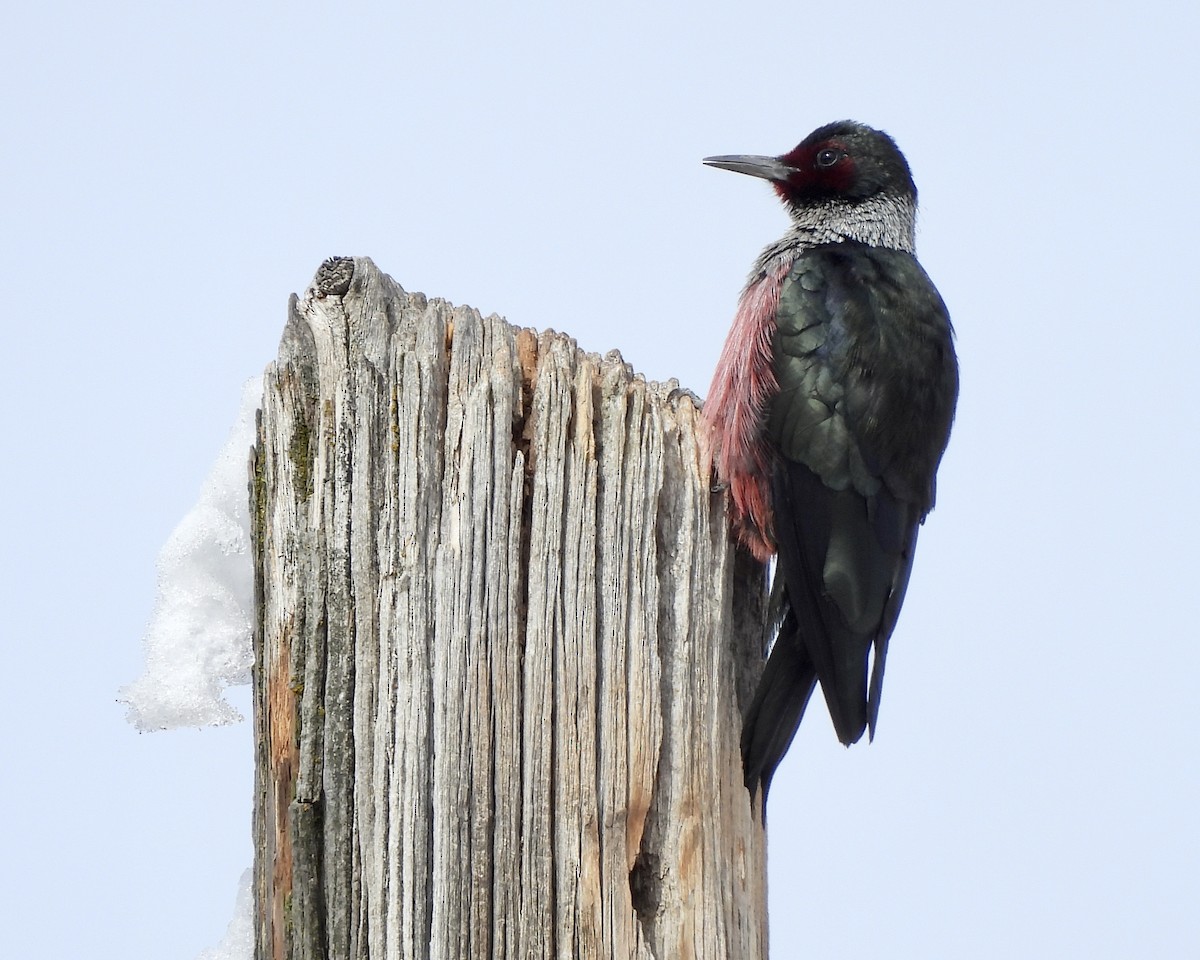 Lewis's Woodpecker - ML498244481