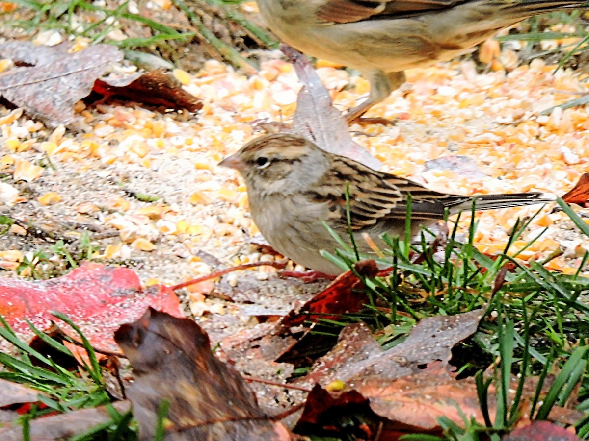 Chipping Sparrow - ML498245151