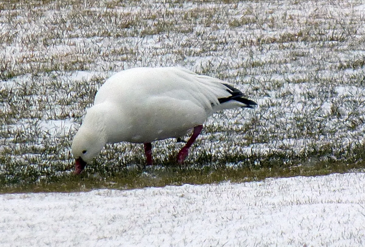 Ross's Goose - Pat McKay