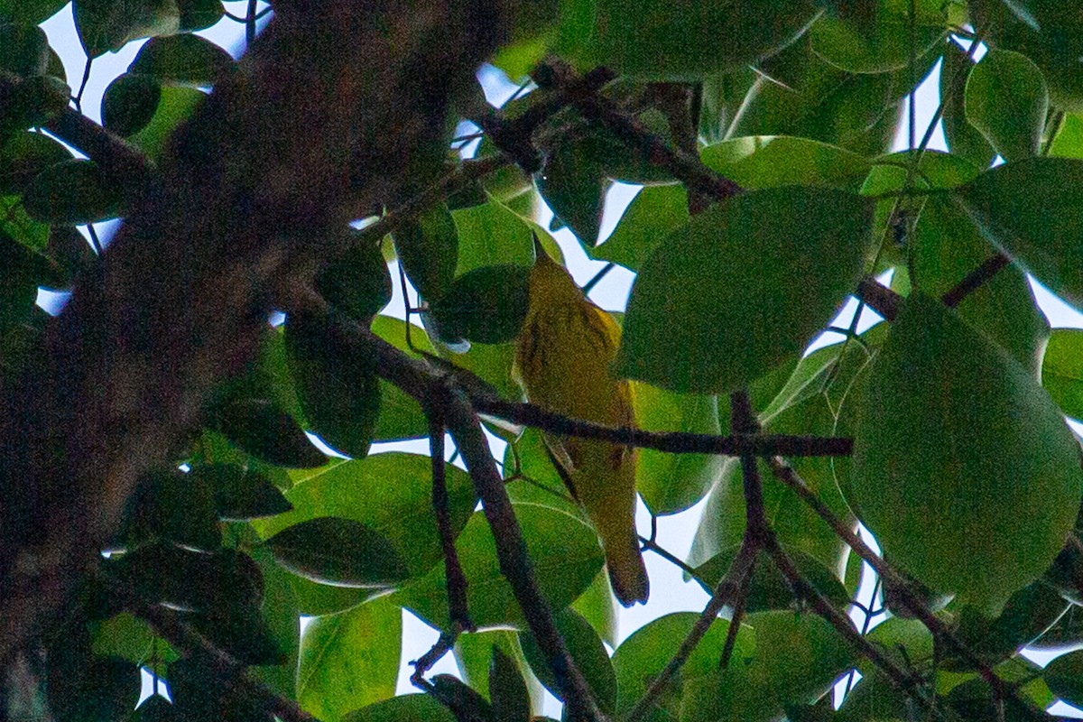 Yellow Warbler - Francisco Russo