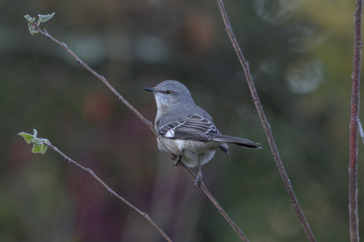 Northern Mockingbird - ML498247841