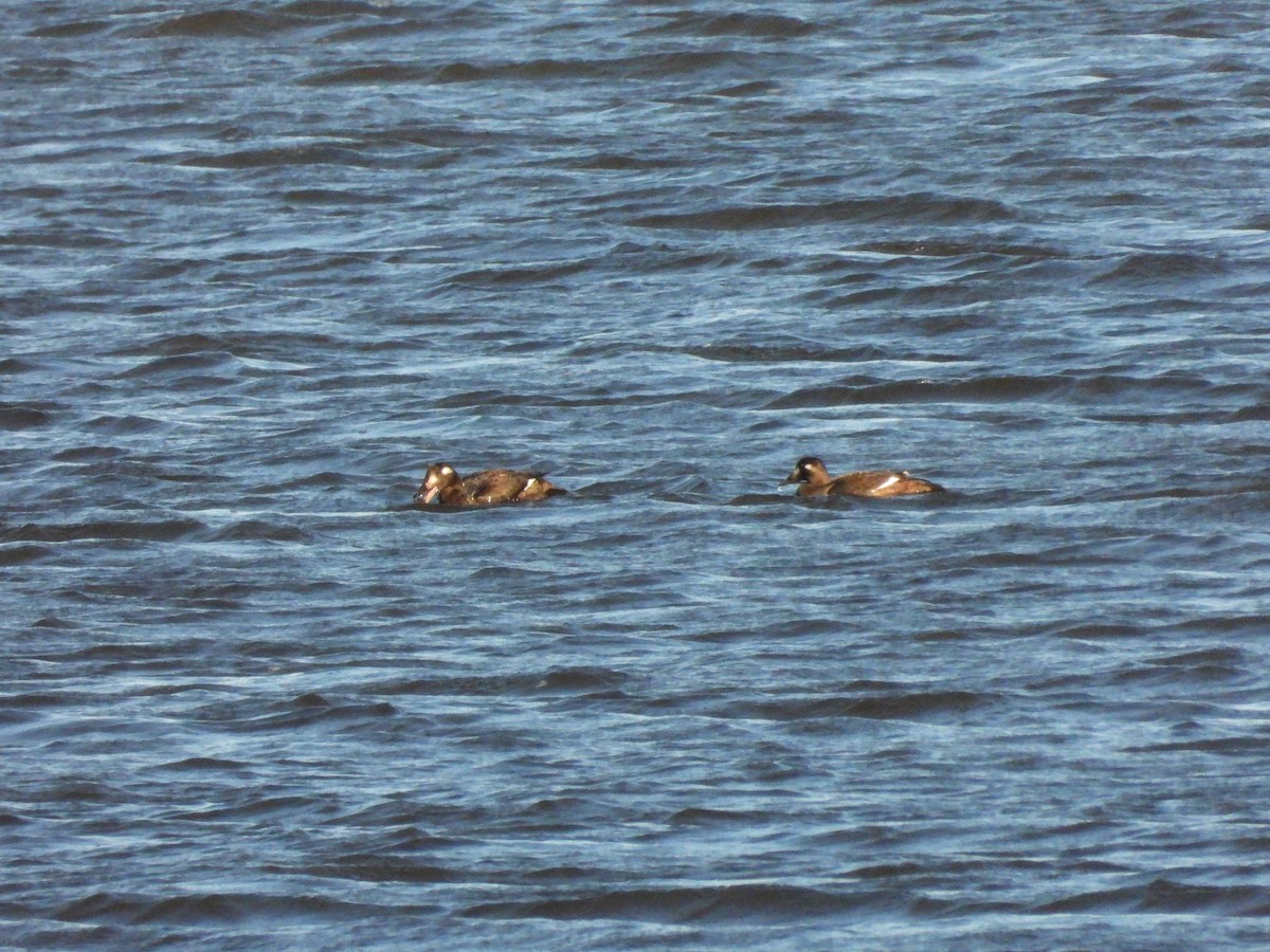 White-winged Scoter - ML498248201