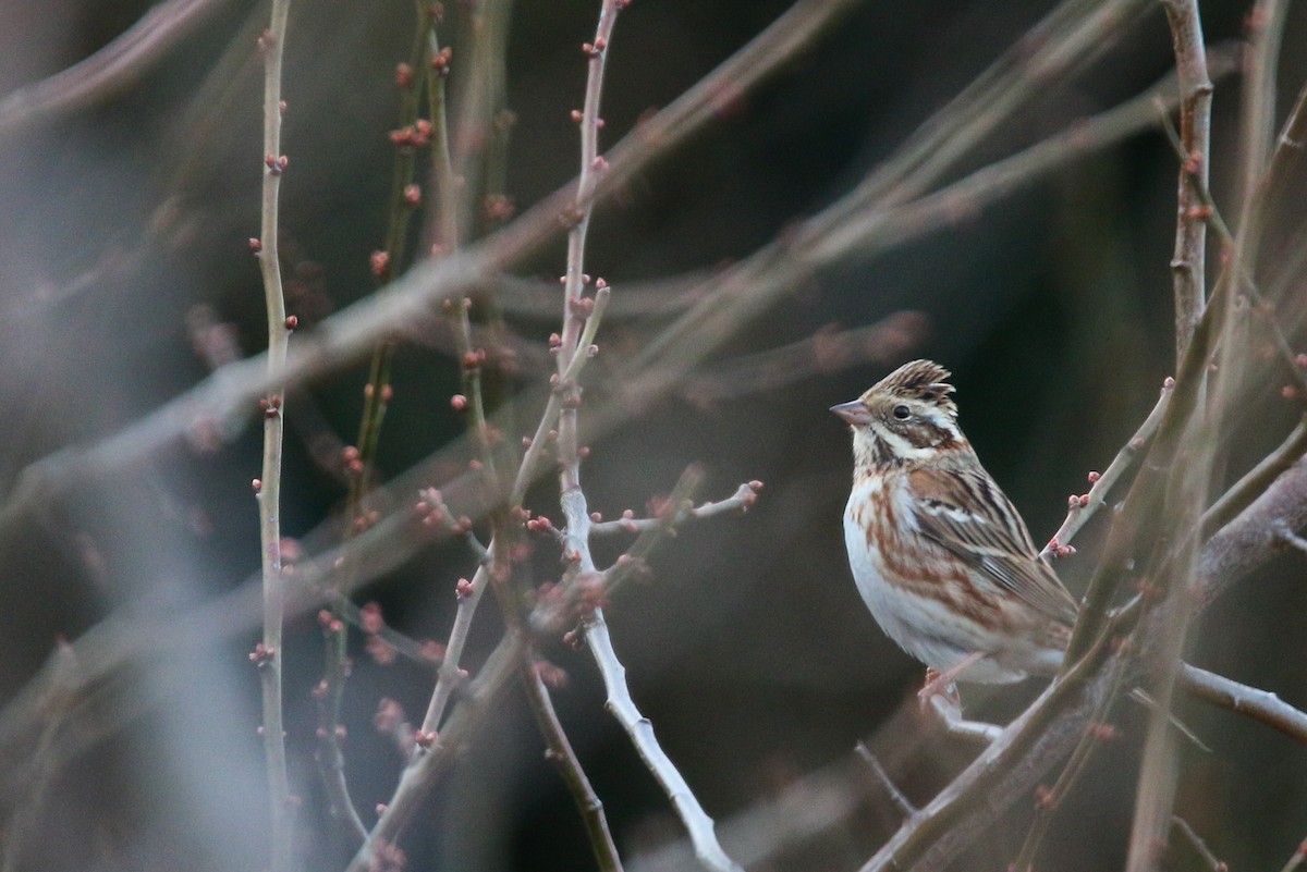 Rustic Bunting - ML49824871