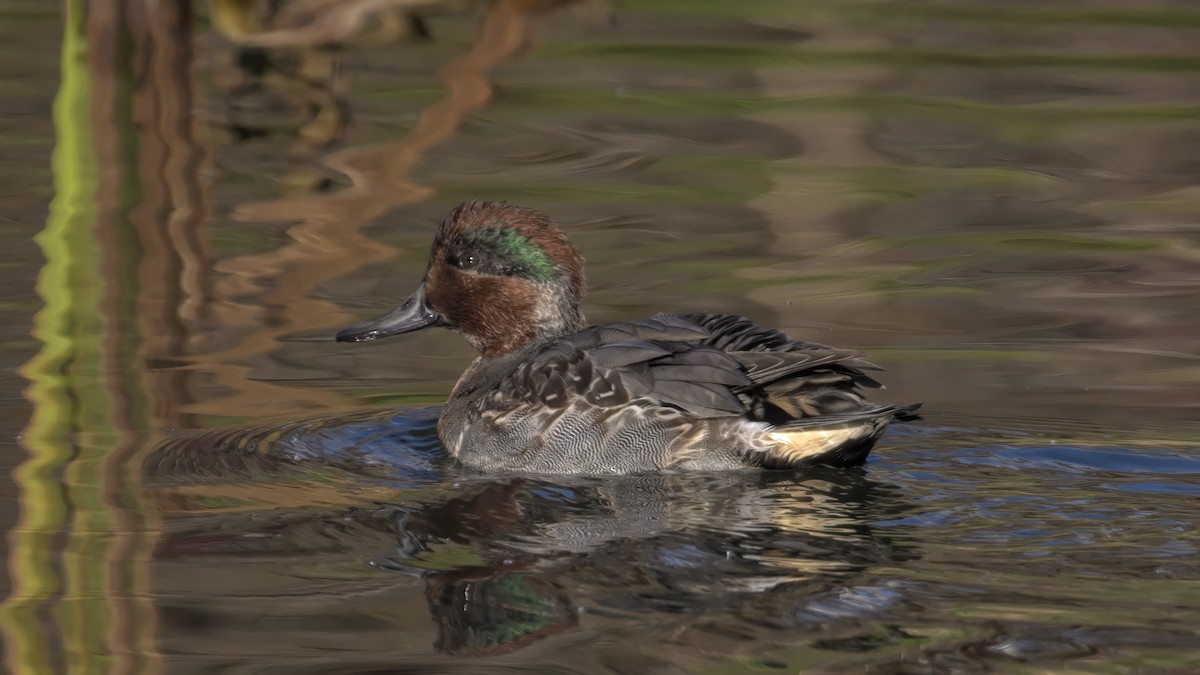 Green-winged Teal - Justin Kolakowski