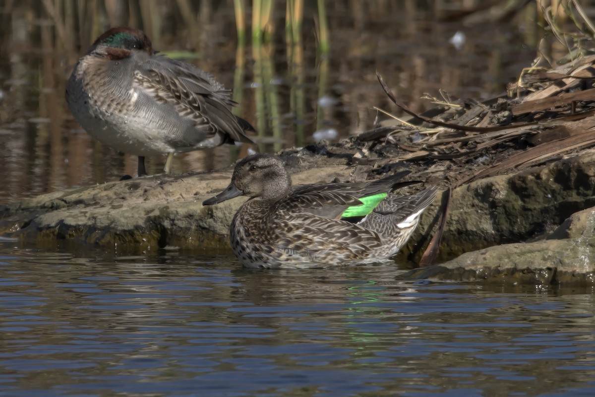 Green-winged Teal - Justin Kolakowski