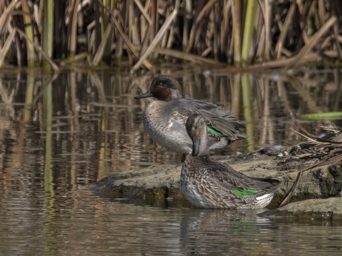 Green-winged Teal - Justin Kolakowski