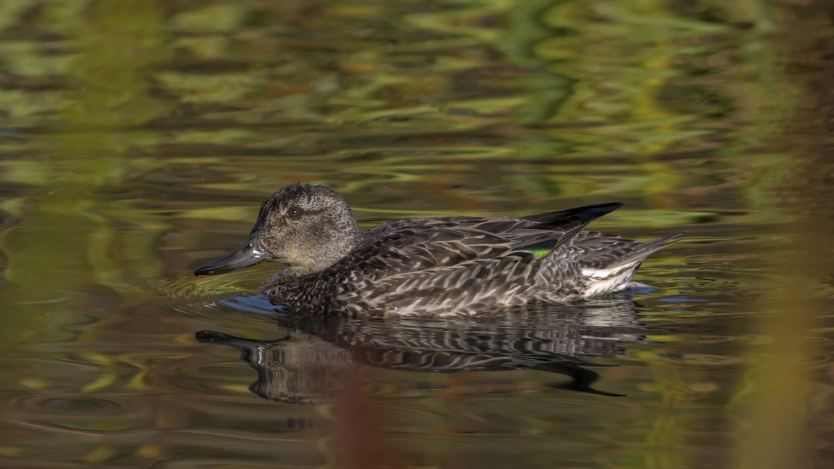 Green-winged Teal - Justin Kolakowski