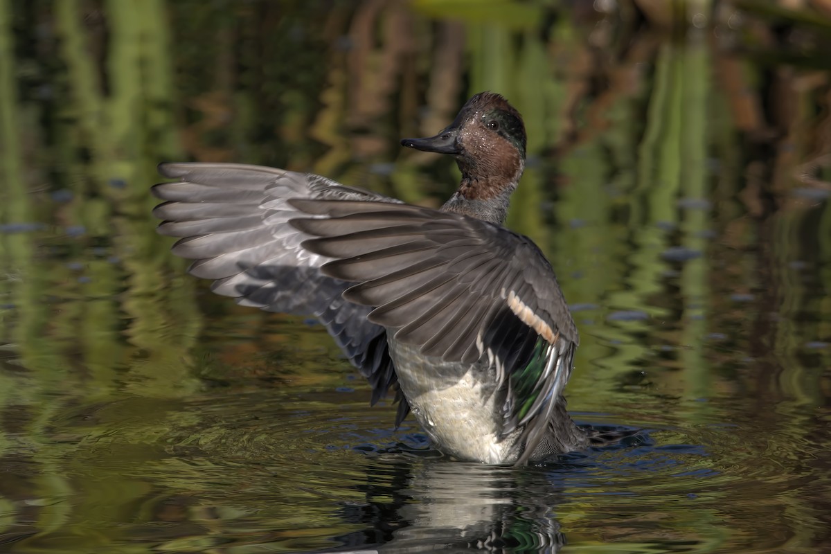 Green-winged Teal - Justin Kolakowski