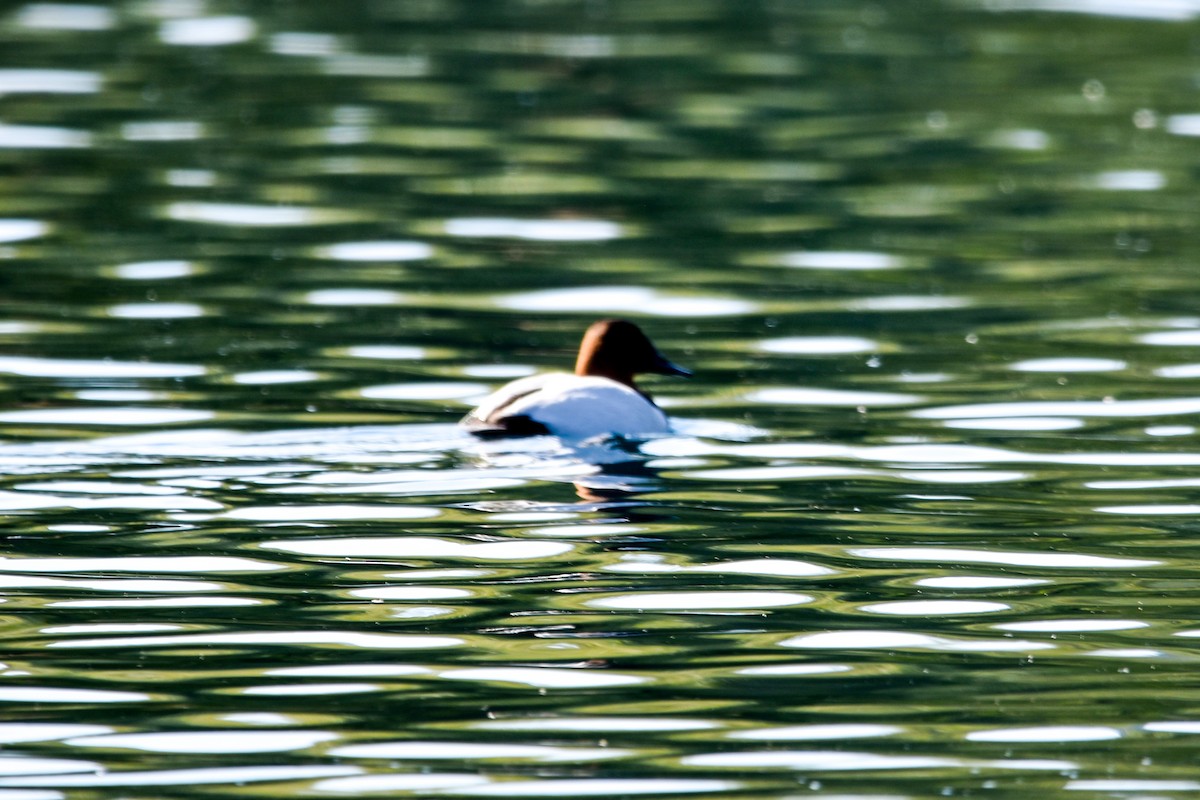 Canvasback - ML498250021