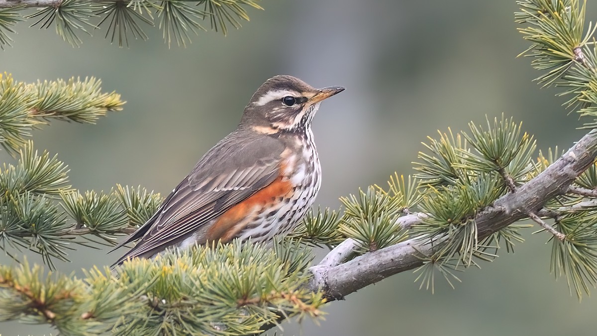 Redwing (Eurasian) - Kuzey Cem Kulaçoğlu